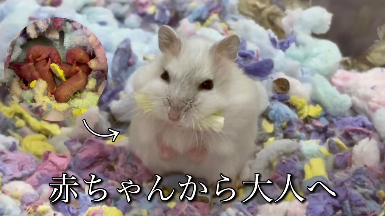 ジャンガリアンハムスターの赤ちゃん６匹の成長記録【生後30日まで】
