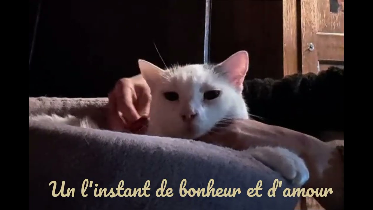 Demandes de dons pour la ferme du bonheur Pour SOS chats Noiraigue