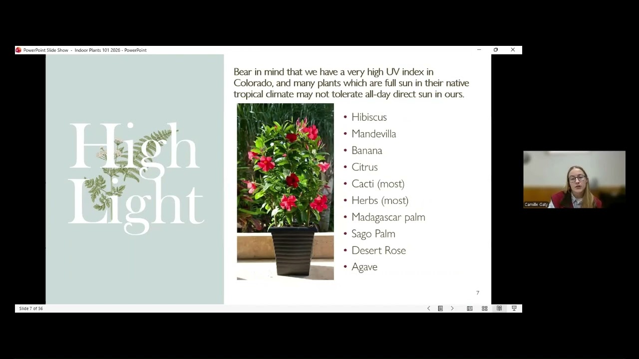 Indoor Plants: An Introductory Overview for New Plant Parents