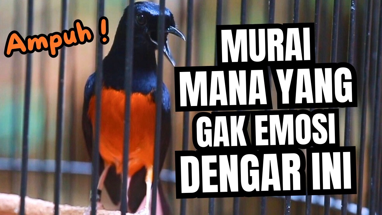 MURAI BATU GACOR FULL ISIAN TEMBAKAN MEWAH SANGAT AMPUH MELATIH MURAI BATU EMOSI BONGKAR ISIAN