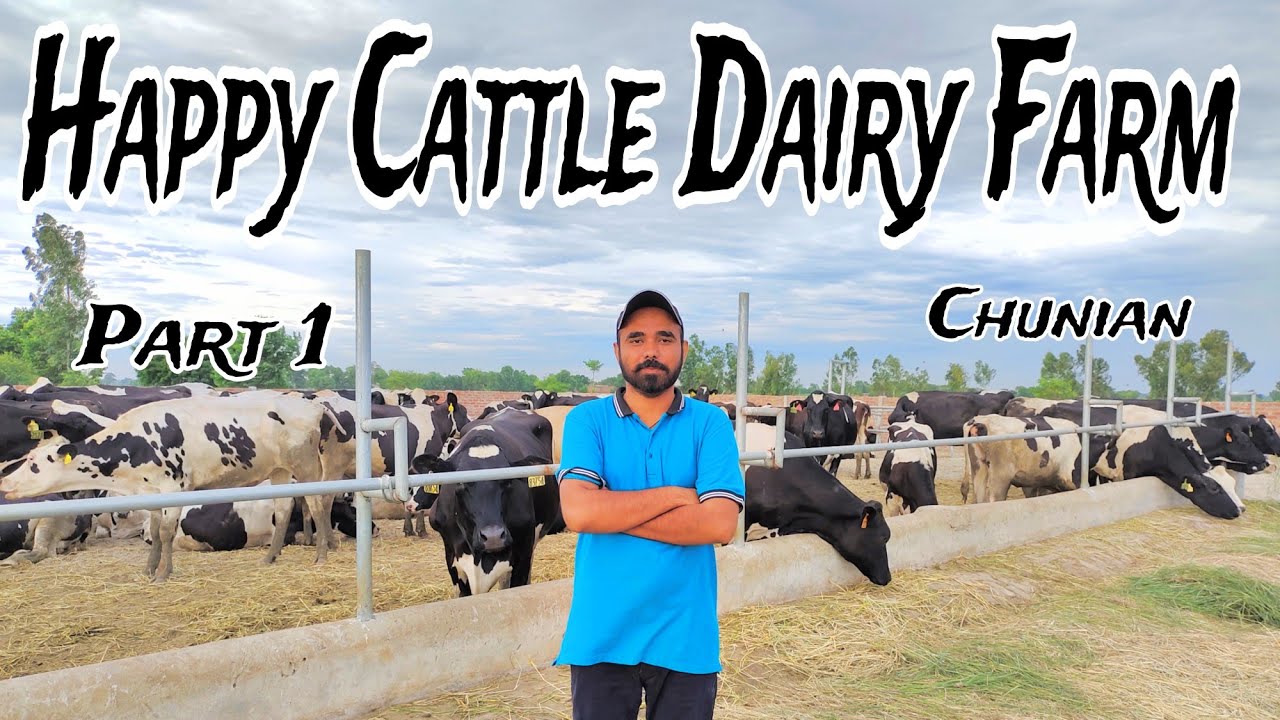 Happy Cattle Dairy Farm // Chunian // Khawar Vlog