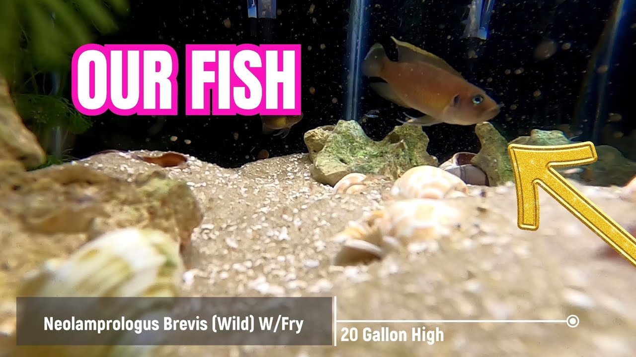 Exploring The Fish Room: Neolamprologus Brevis Wild Caught With Fry