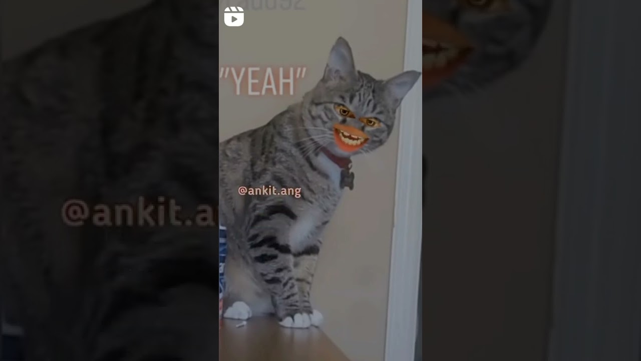 Car #shorts Memes #memes #short #viralshorts #cat #gali