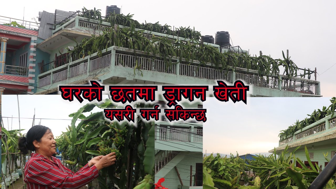 Cultivation dragon in rooftop । छतकाे ड्रागन खेती । our village life nepal