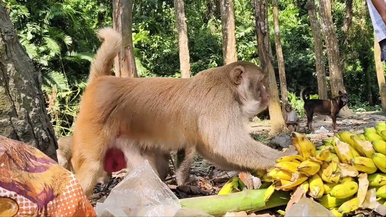 Do Monkeys Really Hate Bananas? 🤯🐒
