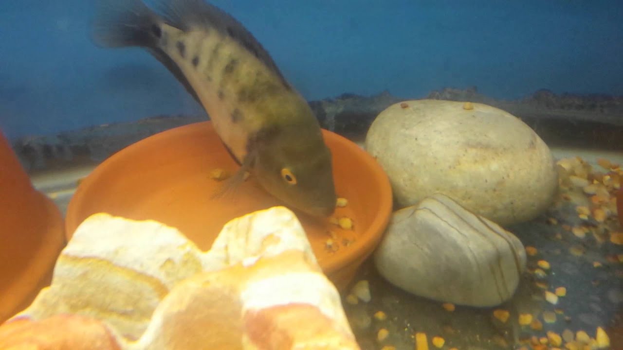 Skip's Amphilophus Chancho Cichlid - Breeding Project Update PT.2