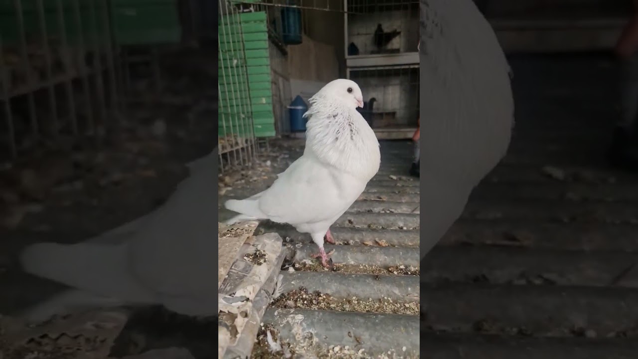 Chato manchego en casa del Muzzo