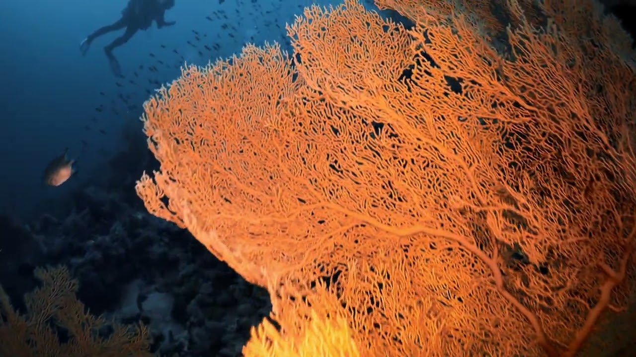 Red Sea Gorgonians &mdash; Reef-building soft corals