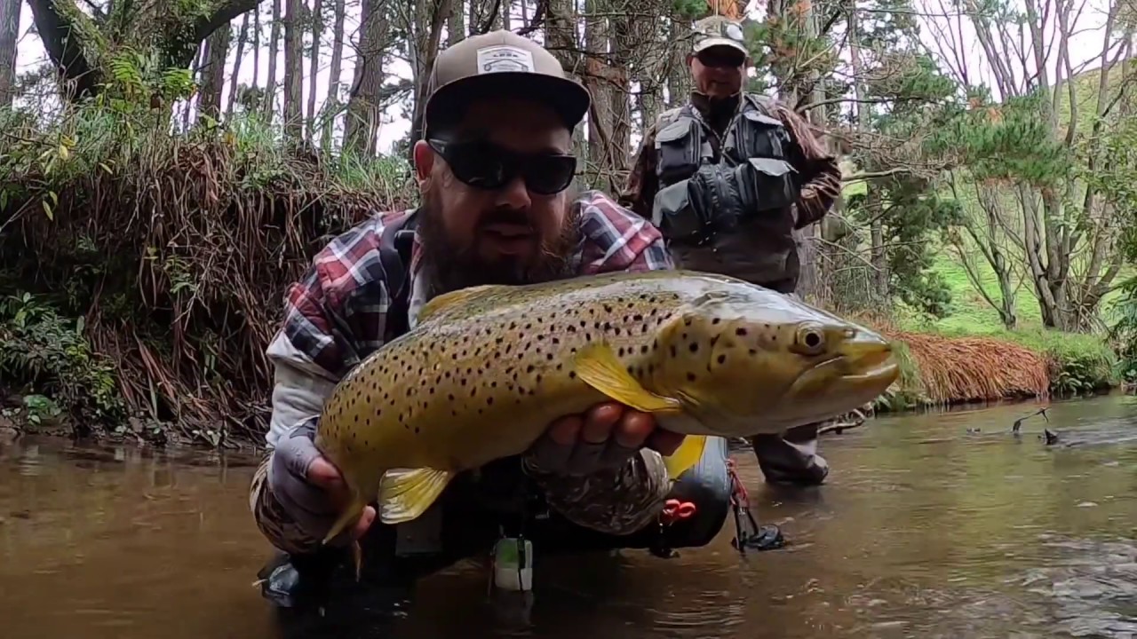 Rotorua New Zealand sight fishing for big brown trout with guide Miles Rushmer