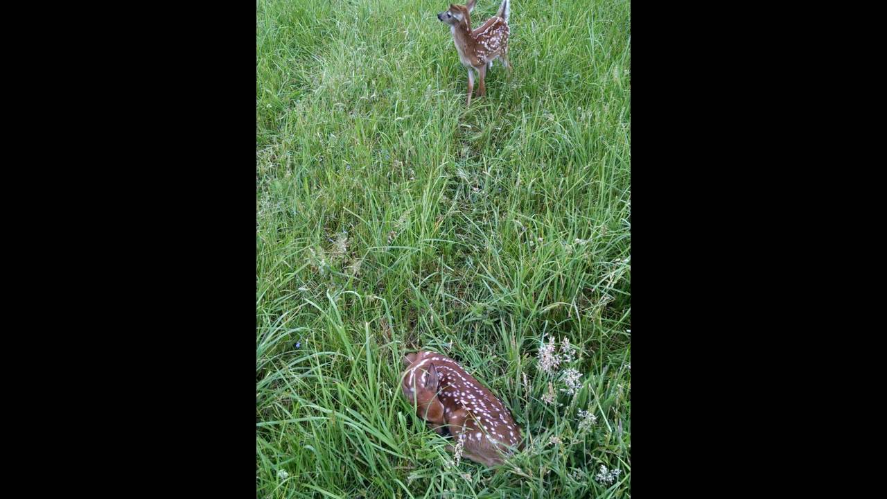 Fiesty buck fawn & his sister