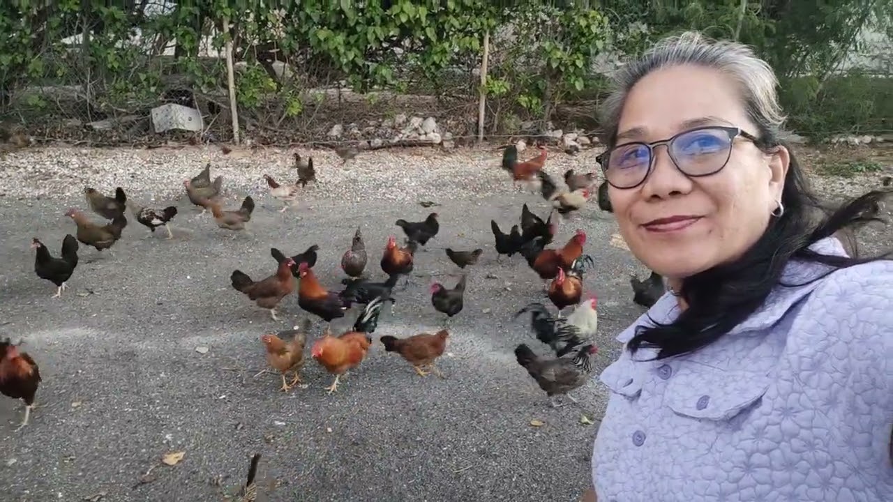 Feeding wild chicken in Cayman Island