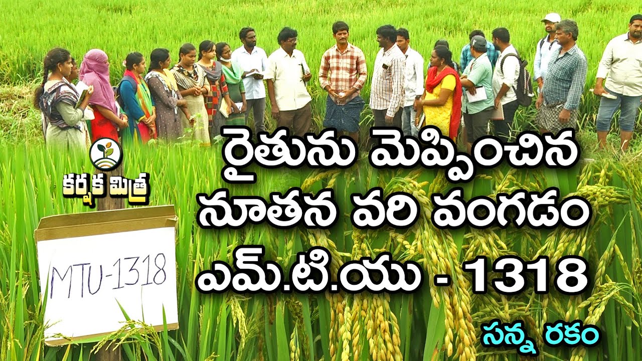 అధిక దిగుబడినిస్తున్న నూతన వరి వంగడం ఎమ్.టి.యు - 1318 ||  Karshaka Mitra
