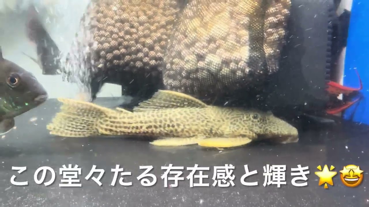 260207 ドラゴンハイフンレオパードプレコ(High Yellow) お迎え動画 Welcoming the High Yellow Megalancistrus Pleco L234