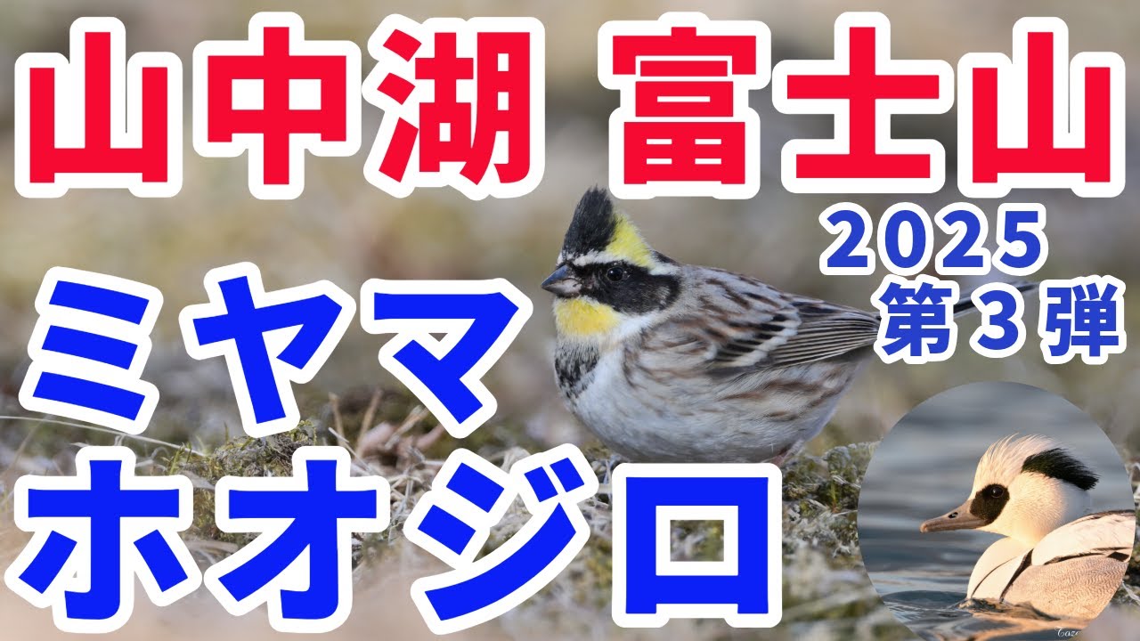 ２０２５年 第３弾 ミヤマホオジロ 山中湖 ・富士山!  ベニマシコ・アトリ・マヒワ・イカル・ヒガラ・ヤマガラ・カケス・ミコアイサ・ヒドリガモ・コブハクチョウ…Z９＆Z６００ｆ/４ ４ｋ映像！