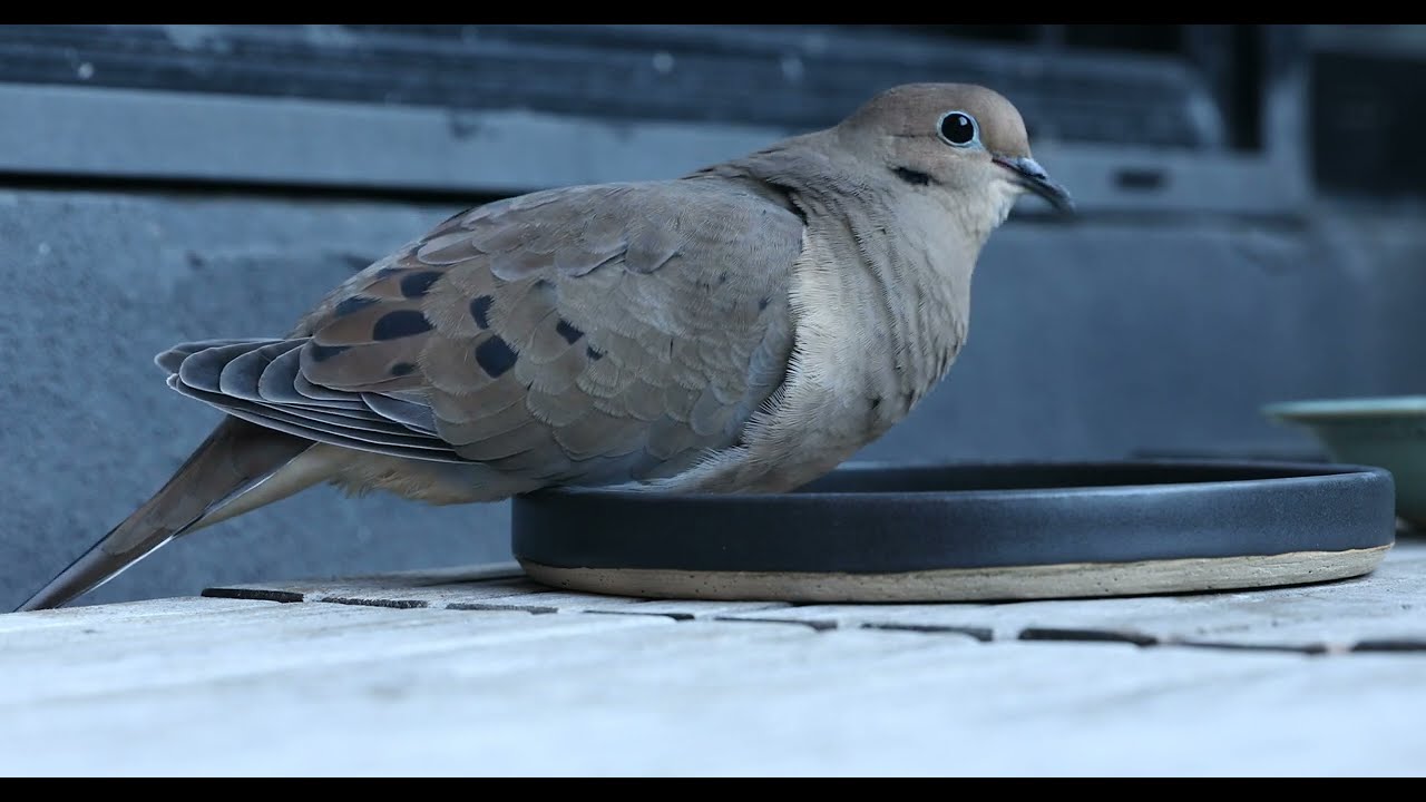 mourning dove enjoying his favorite, sunflower seeds