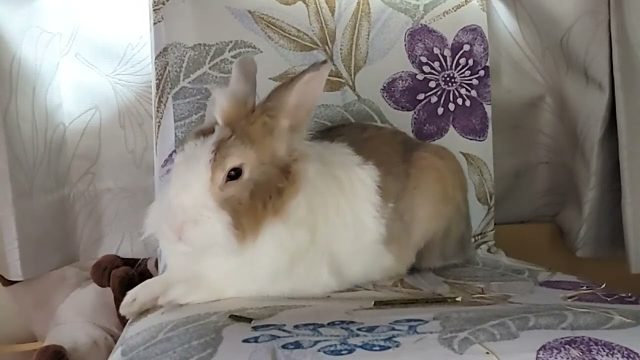 That fluffy rabbit was sleeping on his chair! #mofu #bunny #rabbit #cute #relaxing #かわいい #可愛い #うさぎ 