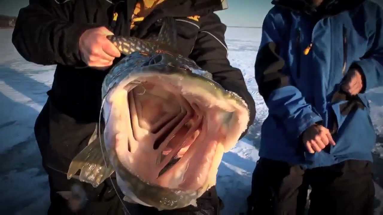 Big Fish 365 Episode 13- Season Finale
