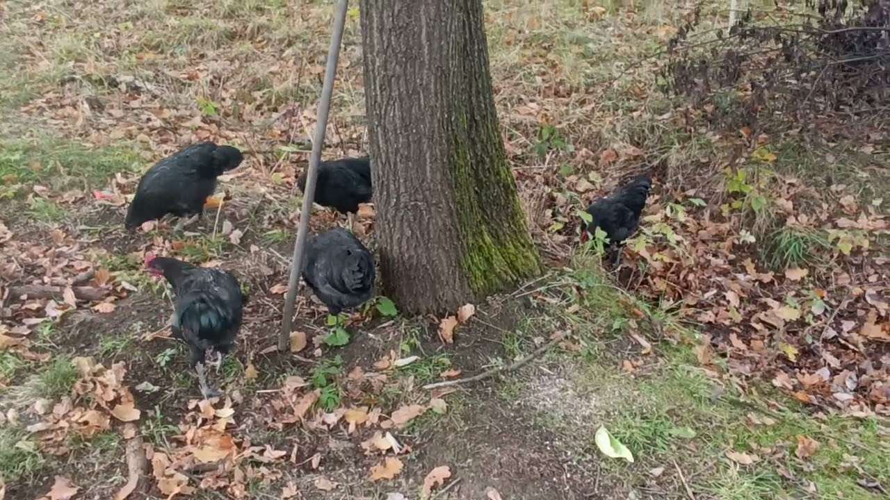 Australorp czarny