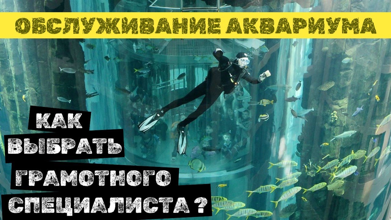 Как найти  АКВАРИУМИСТА для ОБСЛУЖИВАНИЯ аквариума! Новый проект!) 