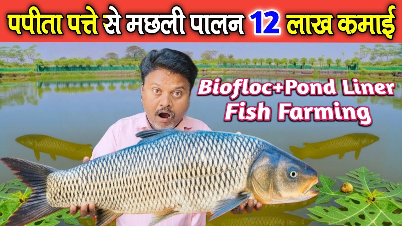 पपीते के पत्ते से मछली पालन कर लाखों‌ कमाई।BioFlock+ Pond Liner+ Pond Fish Farming Mandla Mp