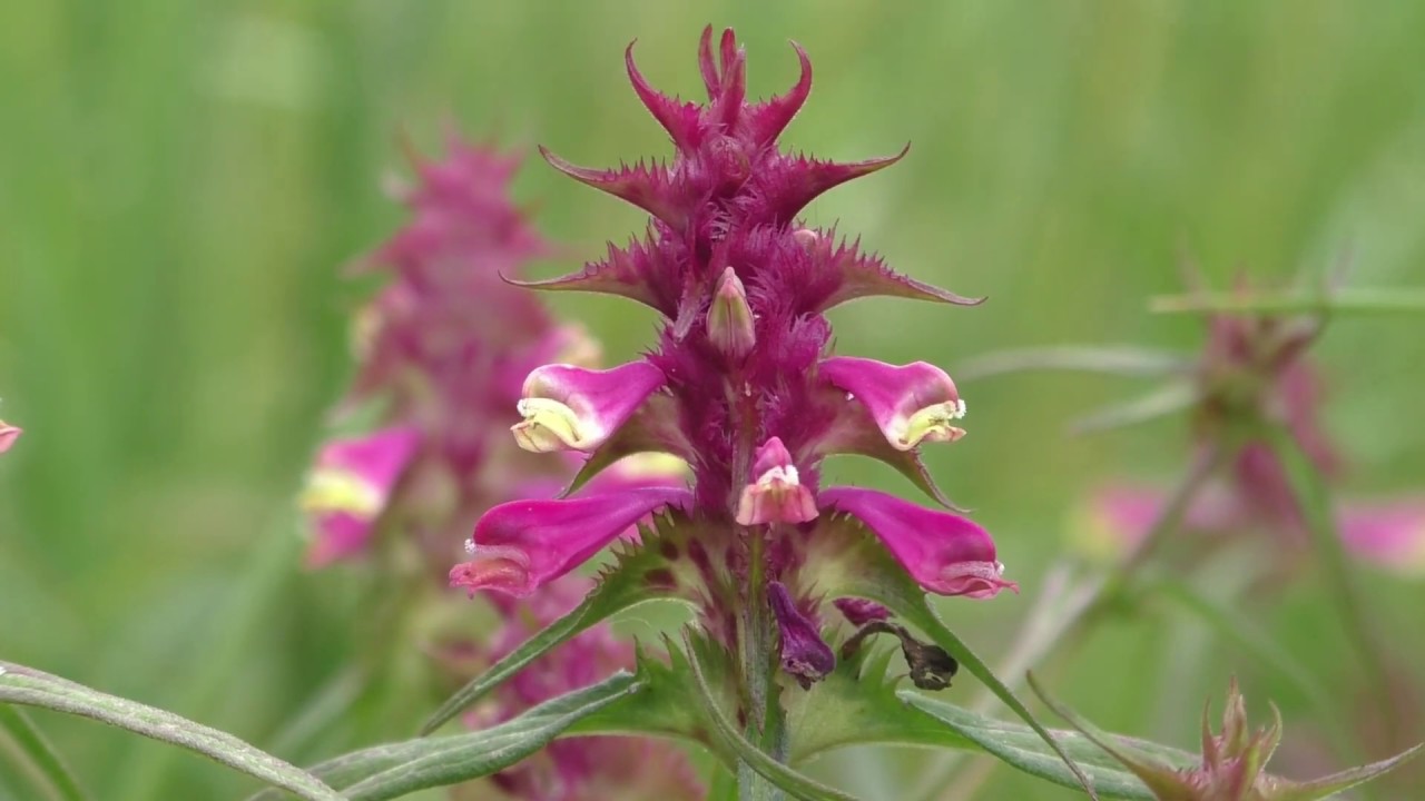 Wild flowers of a protected road verge in Huntingdonshire, UK