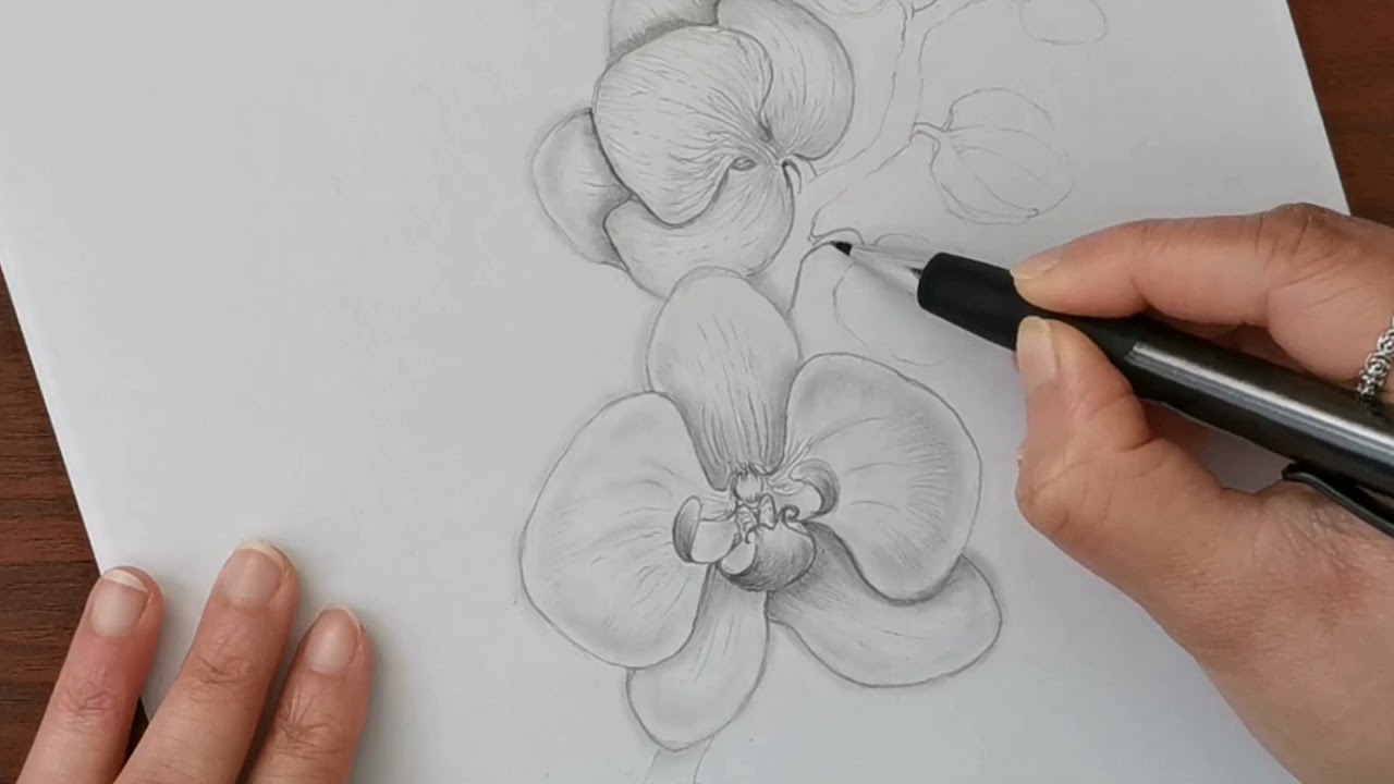 How to draw an orchid flowers// Orchid drawing for beginners //