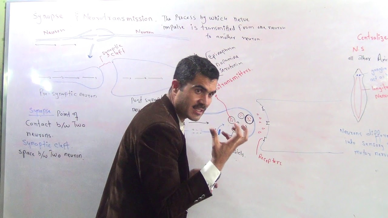 L-8 Synapse, Neurotransmission, Neurotransmitters