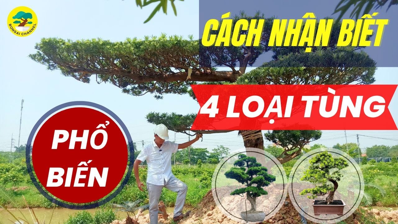 Cách nhận biết 4 loại Tùng phổ biến tại Việt Nam