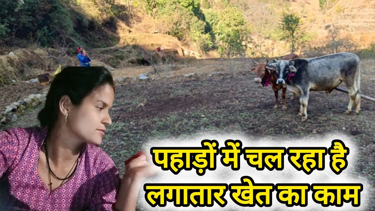 अब हो चुका है खेतों का काम शुरू 😭😭#pahadilifestylevlogcoolpahadi 