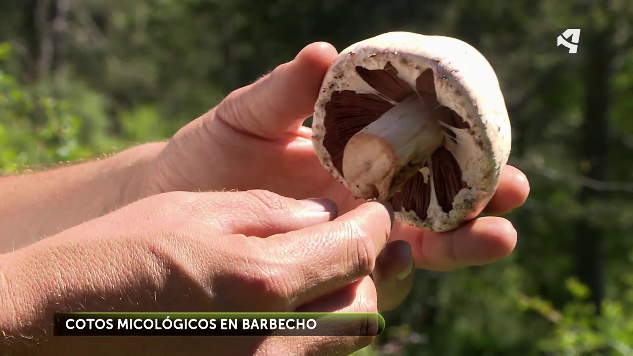 Cotos micológicos en barbecho