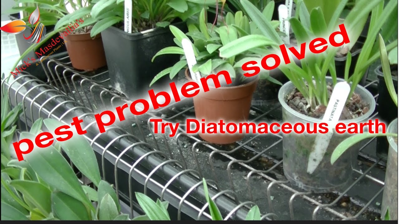 Diatomaceous Earth, Help control slug & snail damage on your Orchids (50).