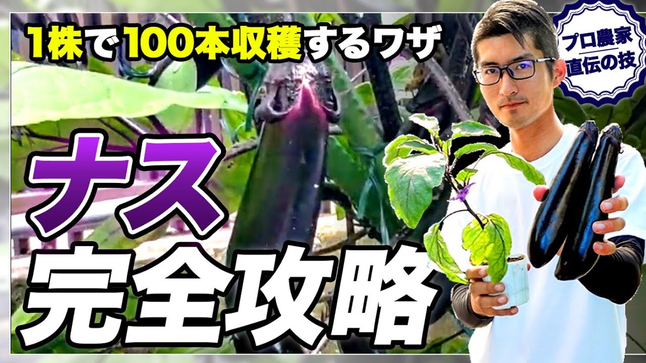【プロ農家直伝】1株でナス100本収穫！初心者でも安心ナス栽培完全ガイド