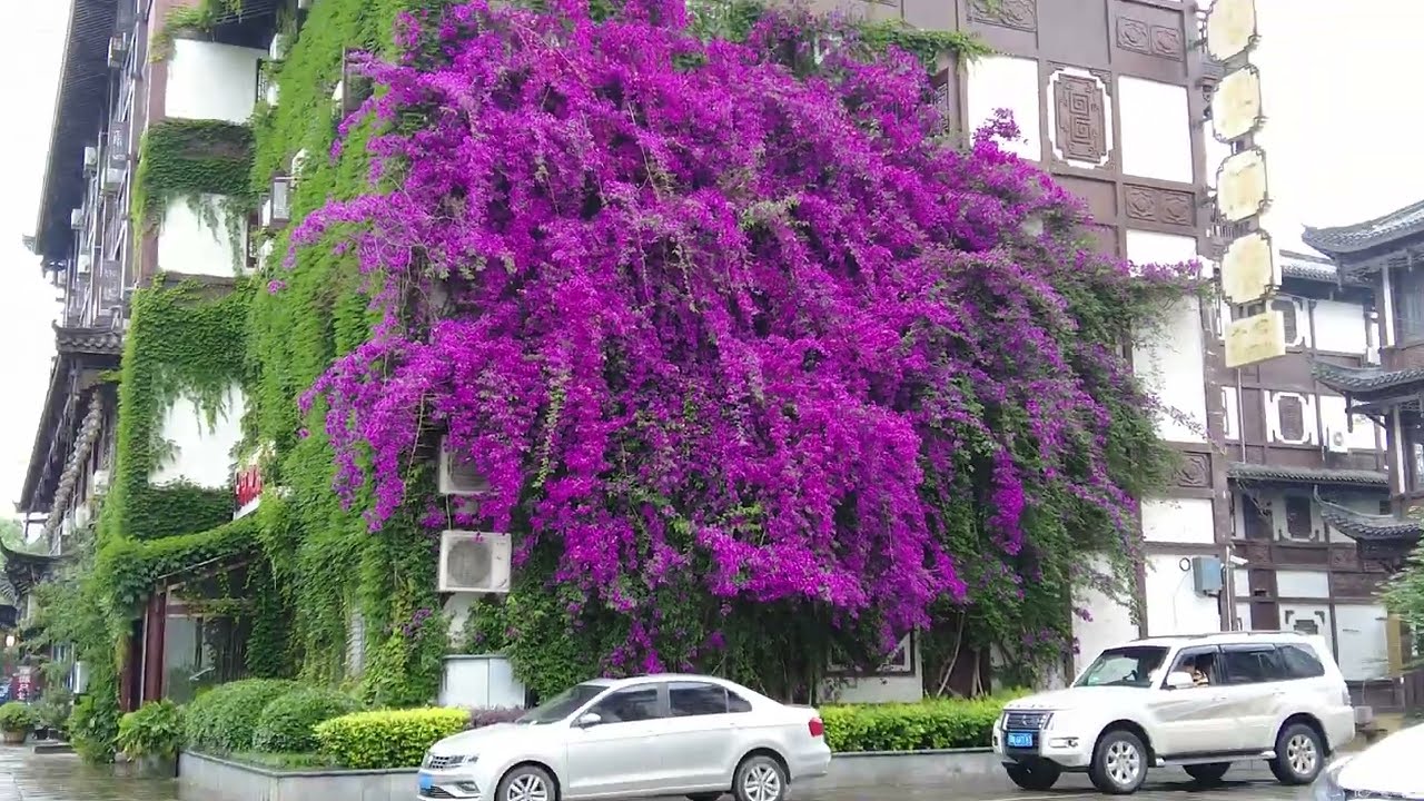 4K Walking Tour 雨天重庆铜梁区淮远河 Rainy days on Huaiyuan River in Tongliang District, Chongqing