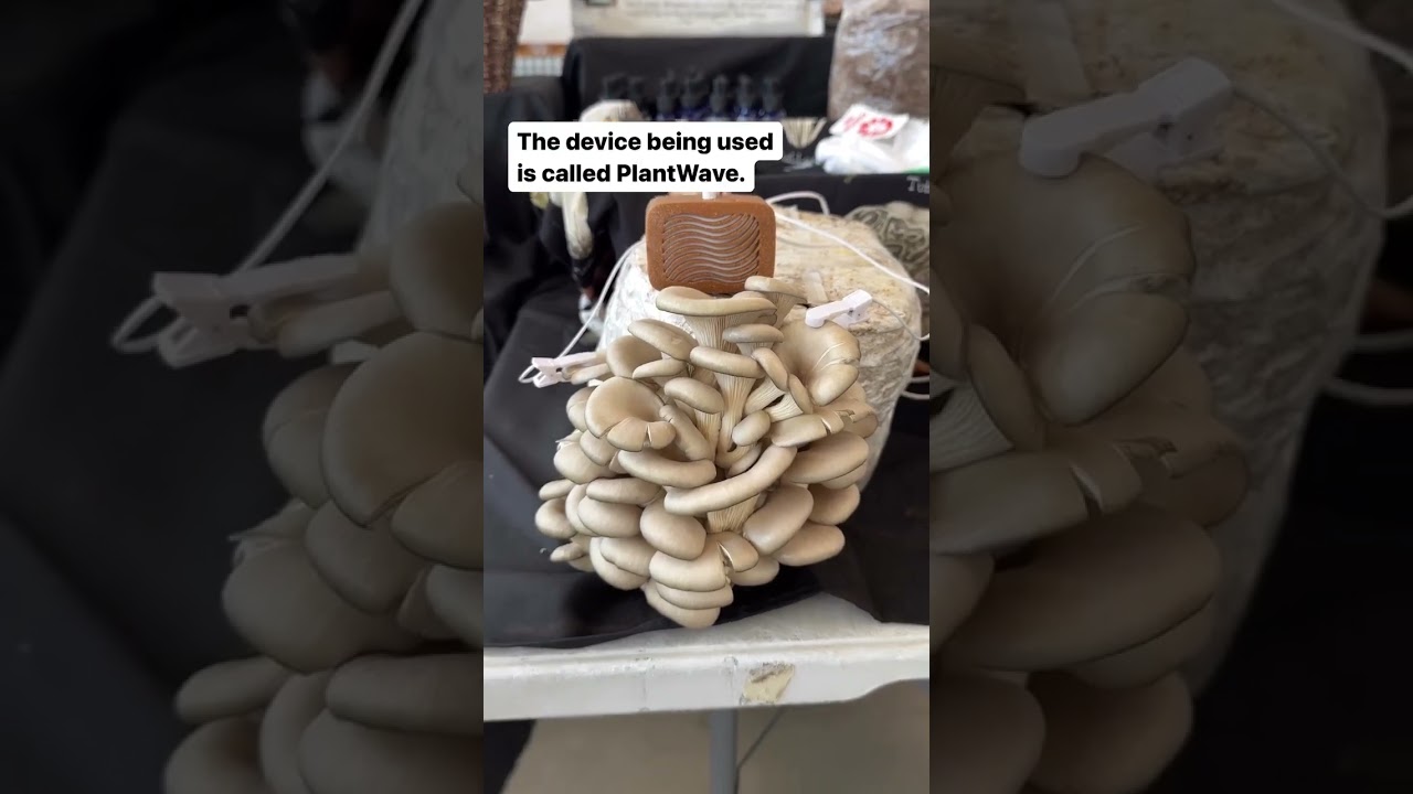 Listening to mushroom music with a PlantWave device