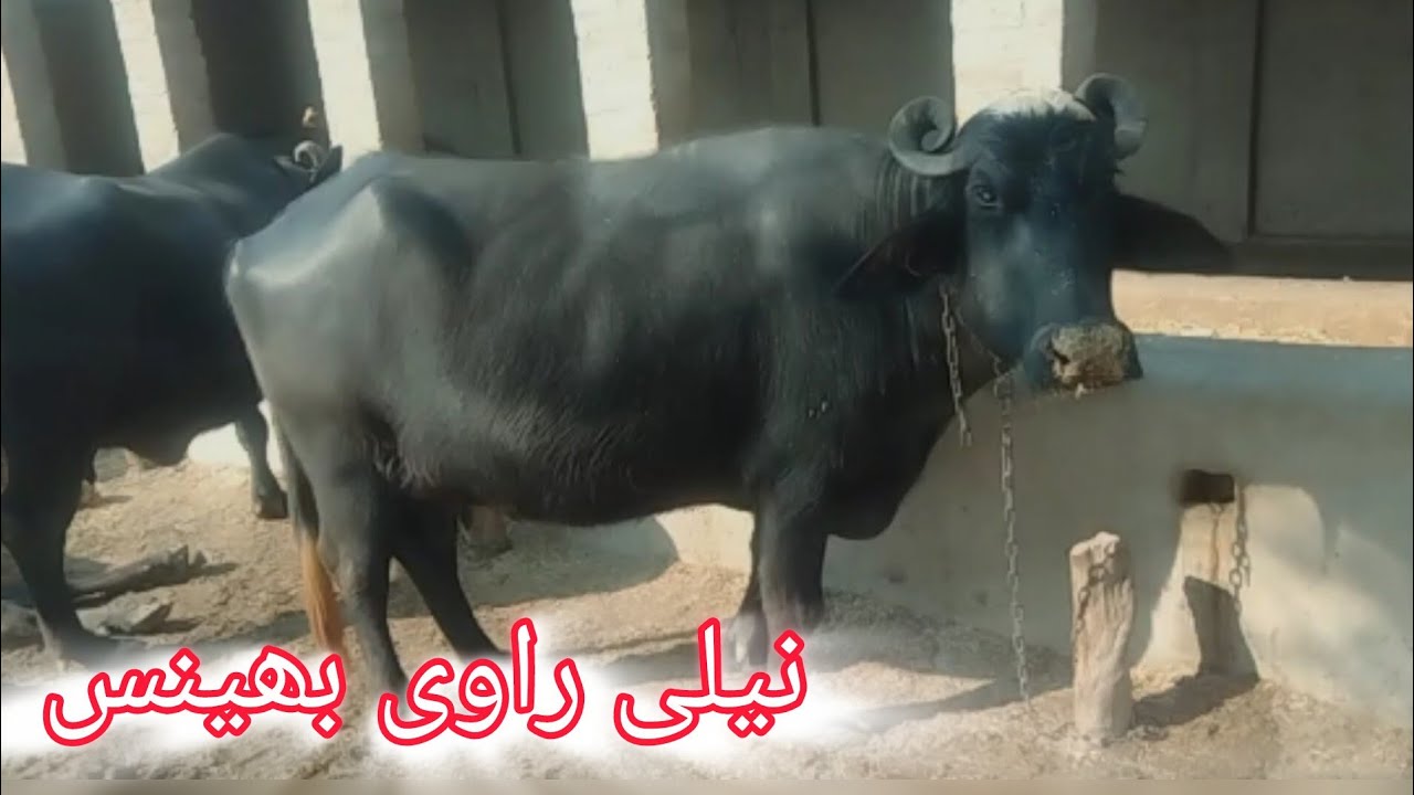 Nili Ravi buffalos for sale|Top Milking buffalo|Maweshi Mandi Rates|Cow Mandi 
