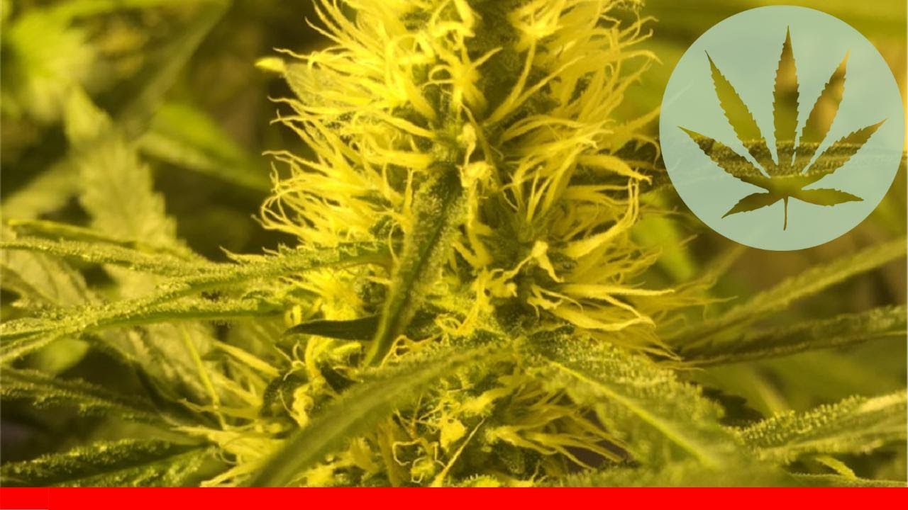 Special Kush #1 - All About This Strain
