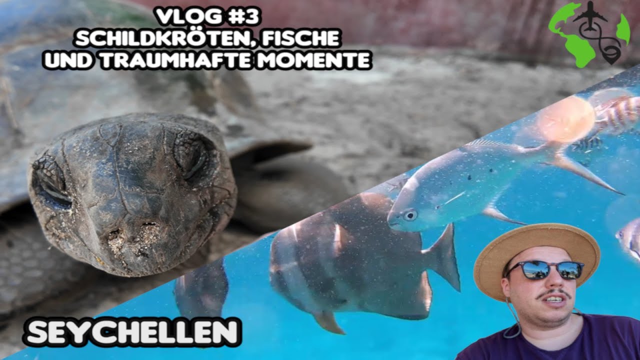 Seychellen Urlaub – Inselabenteuer, Schnorcheln & Riesenschildkröten | Vlog #3