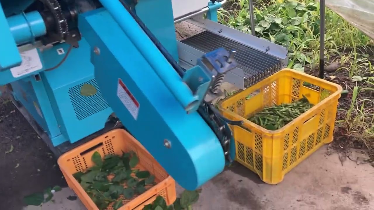 枝豆収穫後マシン→葉欠き→豆
