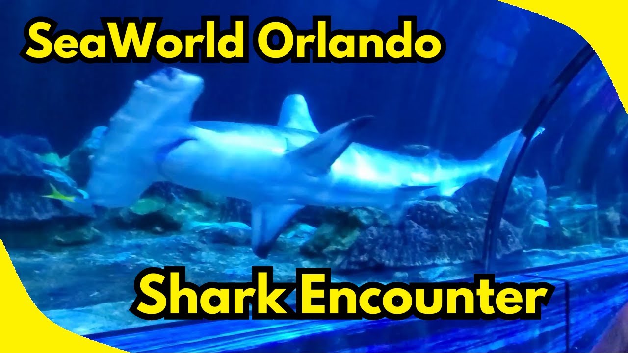 SeaWorld Orlando's Shark Encounter Full Walk Through