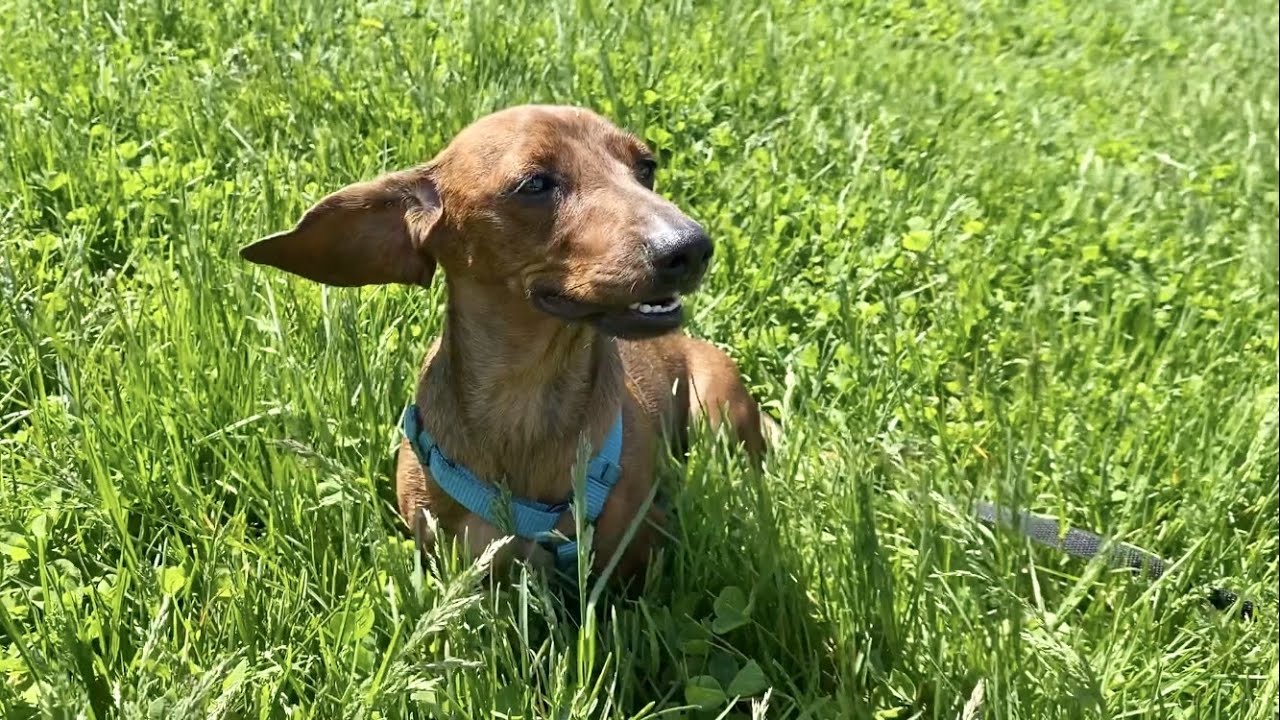 Can you run with a mini dachshund?