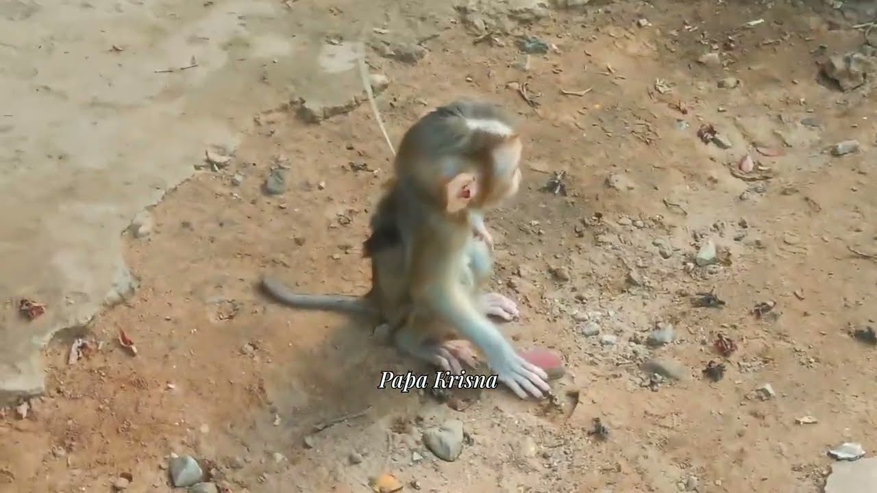 Update Sweet Tiny Lucan So Excited to Meet Kind Brother Saro – Feeding Mommy Together 🐒❤️