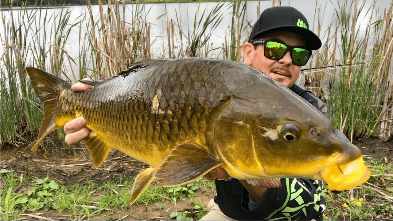 FLY FISHING FOR CARP AND TILAPIA | At Wyaralong Dam.
