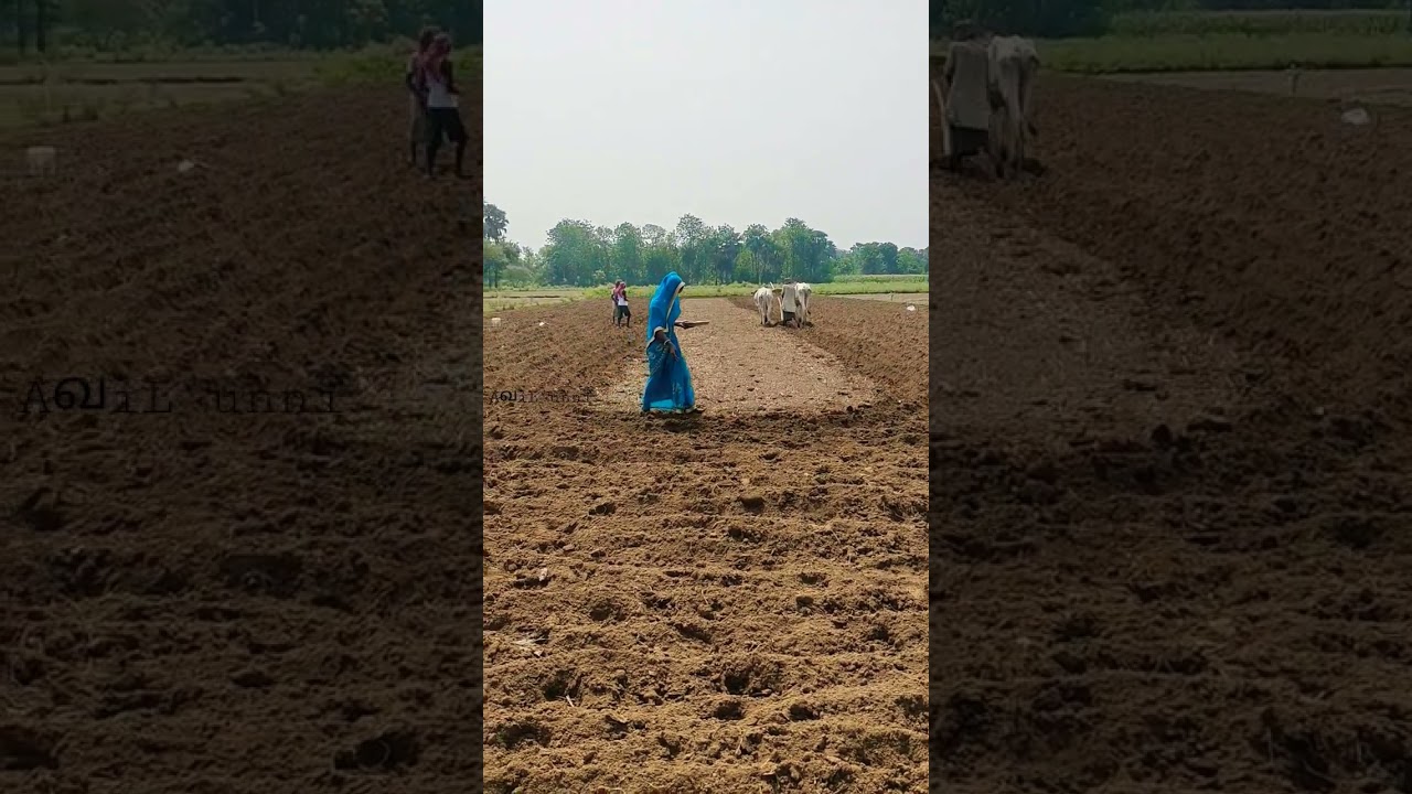 മണ്ണിന്റെ മക്കൾ#short #shortsvideo #reels #india #agriculture @TheAdvanceAgriculture @AgriTVindia