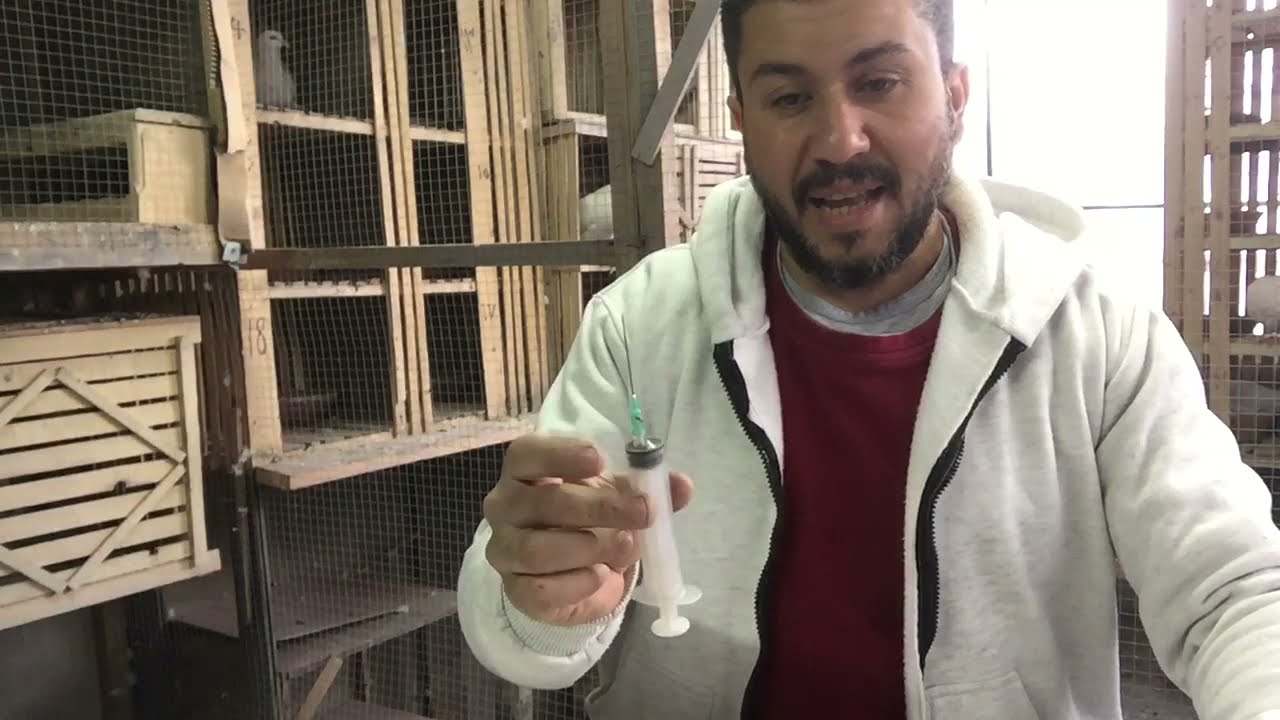 سحب الورم من وجهه الديك الرومى بإحترافيه