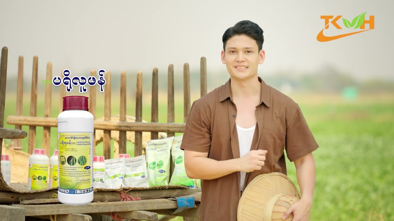 စိုက်ခင်းအတွင်း ကျရောက်သည့် ပိုးအမျိုးမျိုးအတွက် သုခမဟာ ဆေးတွေကိုသုံး #thukhamahar #farming
