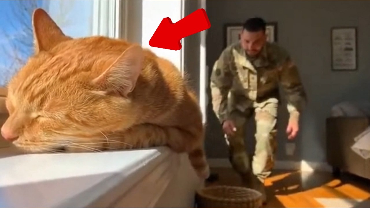 😊 😊 😊 Soldier Dads Come Home After Months. Cats Go Crazy! #cat