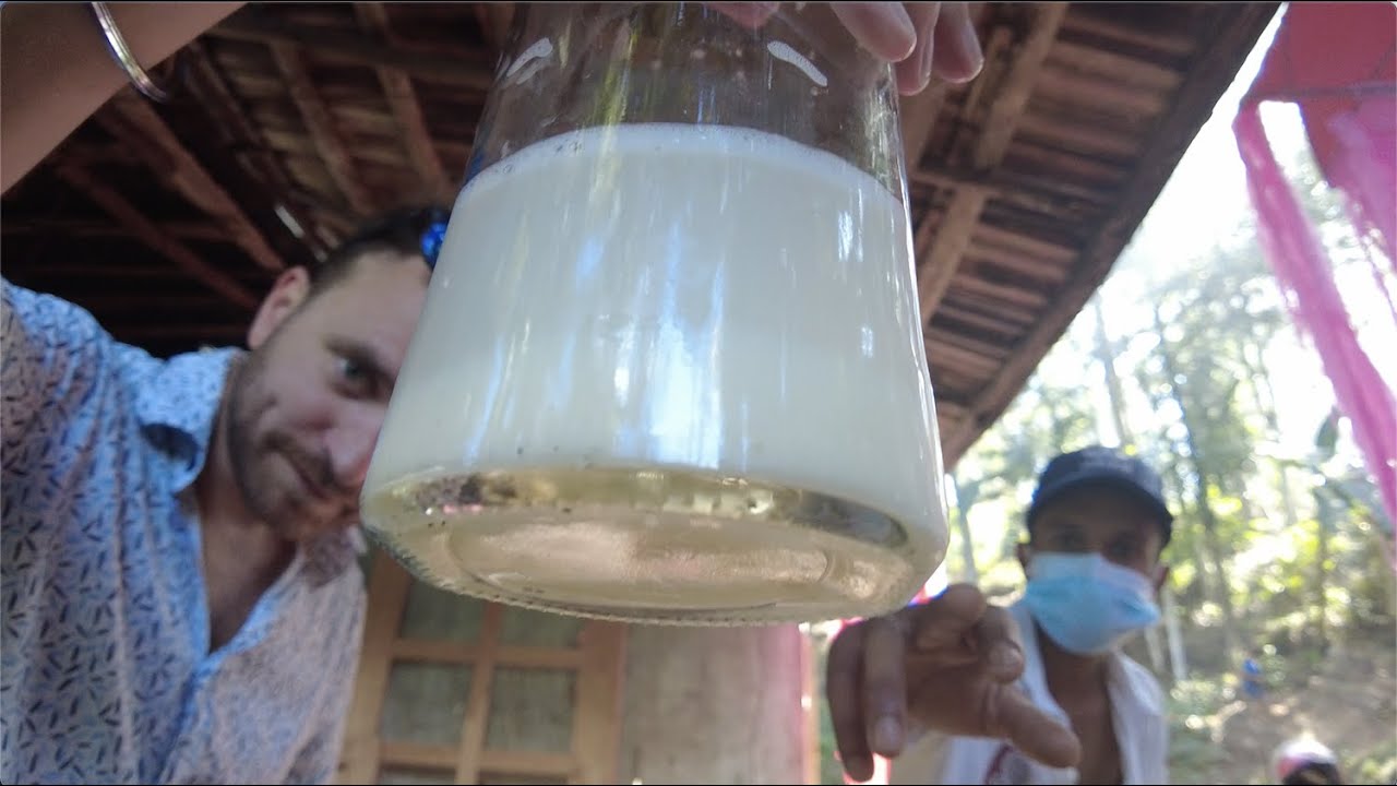 Collecting Sri Lanka's most popular drink - Toddy (Ra) 🇱🇰