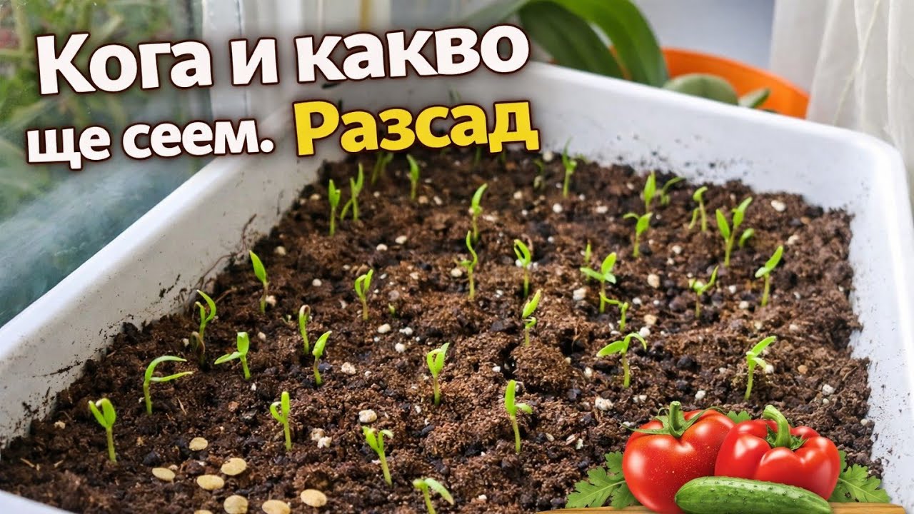 Кога ще сеем семената за разсад? Пълният ни план за градината 🌱