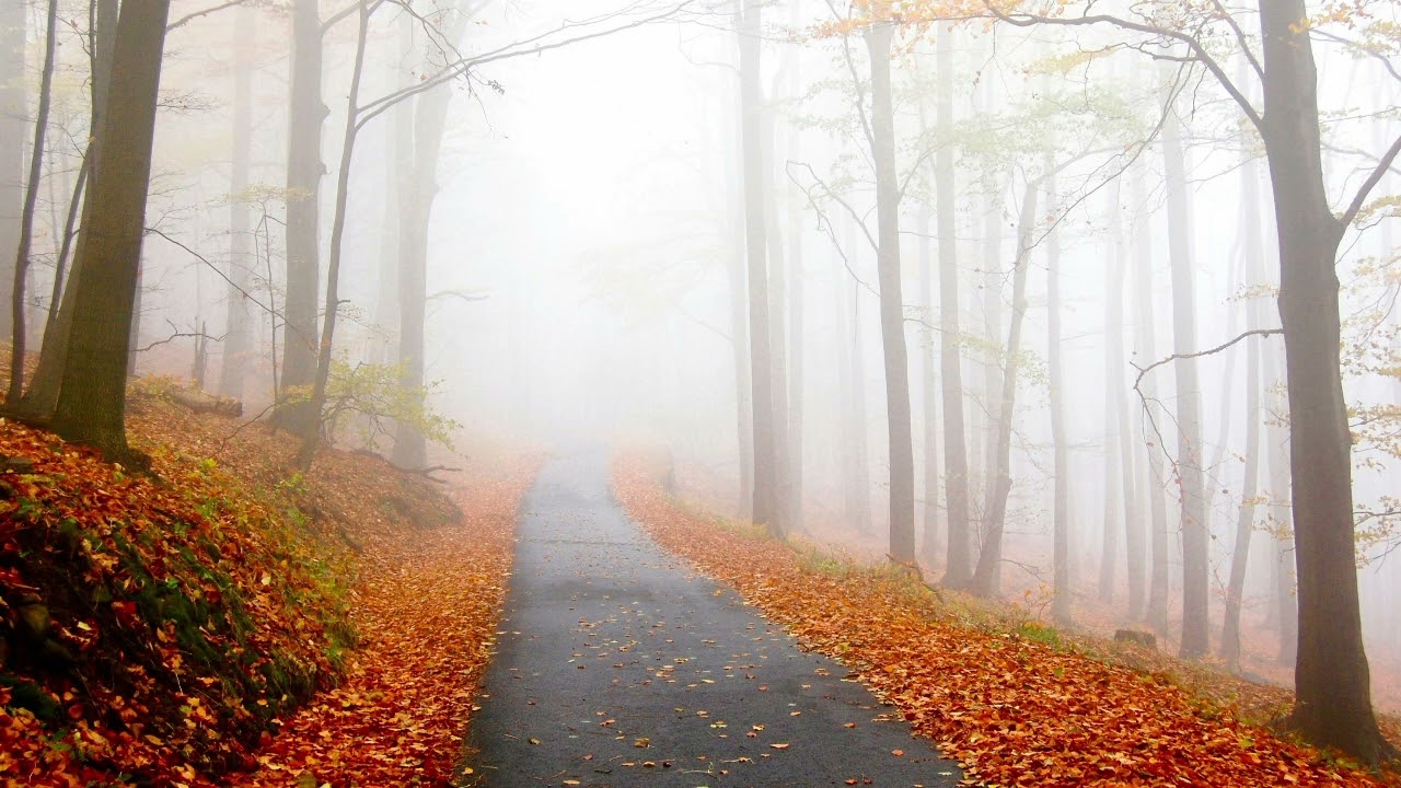 a dreamy autumn playlist for people who like to dream