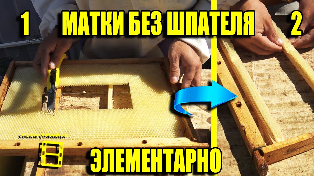 ВЫВОД МАТОК БЕЗ ПЕРЕНОСА. ВЫВОД МАТОК, ОТВОДКИ ПЧЕЛ БЕЗ РОЕНИЯ 2 ДЛЯ НАЧИНАЮЩИХ ПЧЕЛОВОДОВ 12-21